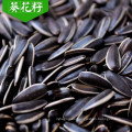 Semillas de girasol de aceite negro de alto grado de Mongolia interior